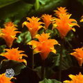Calathea Crocata